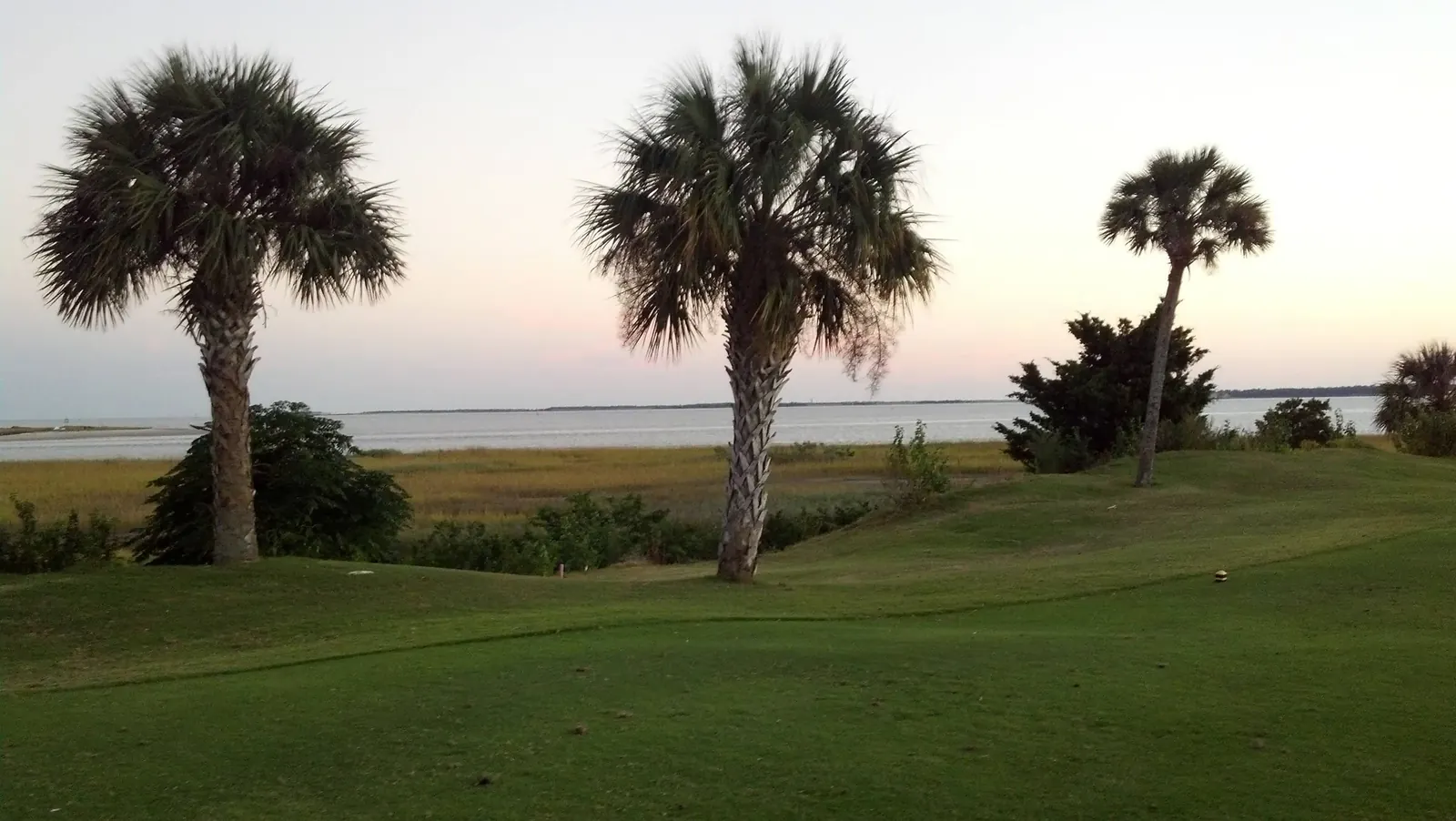 Palms over the marsh at dusk