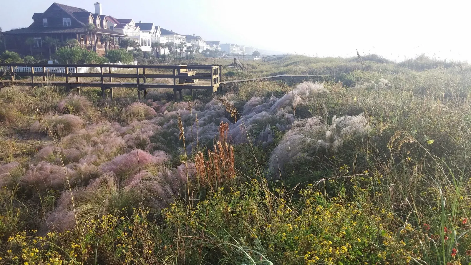Dunes and sea oats beside the beach walkover